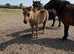 Standard Shetland Colt