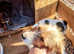 Beautiful Yorkshire x jack Russell puppies