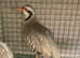Chukar partridges