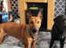 looking to rehome