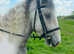 14.1/14.2h 6 year old ride and drive cob gelding