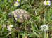 Garden Tortoises LAST TWO - Delivery Nationwide