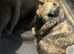Bonded pair lops