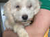 Lhasa apso x Shihtzu