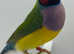 Gouldians and parrot finches