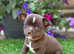Beautiful boy chihuahua puppies Russian & KC line