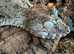 Giant Leaf-tailed Geckos Uroplatus (Pair)