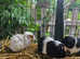 Guinea pigs