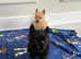 Scottish terrier puppies