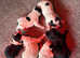 Beautiful litter of Bordoodle pups viewings welcome