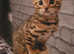 Bengal Boy Tica registered (Ready Now)