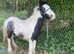 Dave the cob  9 months old