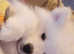9 weeks female Samoyed