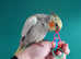 Hand reared silly tame DNA sexed baby cockatiels