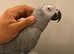 Talking Super Cuddly Super Tame African Grey Parrot