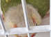 Baby Conures
