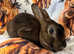 2 year old male mini rex for sale