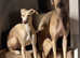 Sloughi x bullwhippet