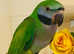 Beautiful young derbayn parrot