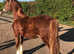 Stunning Welsh D colt