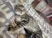 Savannah x kitten