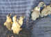5 Ducklings.