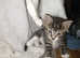 2 male kittens