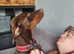 10 month old brown tan doberman