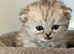 **LAST GIRL** 4 Beautiful Persian kittens