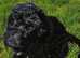 Rare black,  READY NOW last 2 left