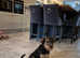 Airedale terrier  for sale