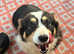 Kc Pembroke corgi puppies