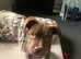 Mastiff x