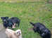 Crossbreed labrador mix