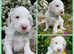 MULTIGENERATION AUSTRALIAN LABRADOODLES