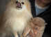 Out standing Pomeranian boy