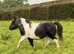 SSTC -An Amazing First Shetland