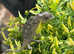 Sambava Panther Chameleons at Birmingham Reptiles