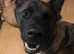 Female American Akita needs a new home