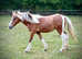 Stunning Yearling Show Filly