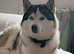 Husky stud available In Sutton