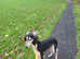 Kc registered saluki for stud
