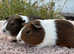 Guinea pigs - pair of girls ready to go!