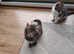 Maine Coons kittens