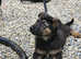 German shepherd puppies for sale