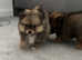 Miniature Pomeranian puppies
