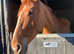 For full loan 15.2 9yo chestnut mare