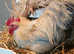 Pekin bantam stock cockerels for sale