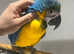 Friendly Baby Handreared Silly Tame Cuddly Blue & Gold Macaw Parrot,18