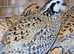 Bob white quail hatching eggs